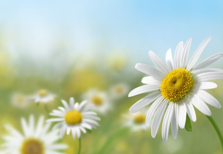 close up of daisy in meadow of flowers