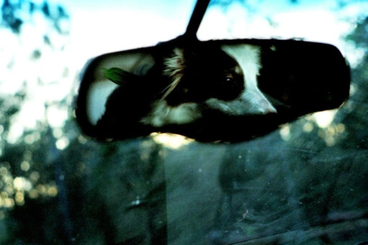 Dog's eyes seen in rear view of a traveling car