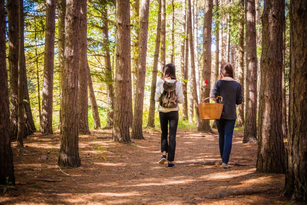 two individuals walking in a wooded area