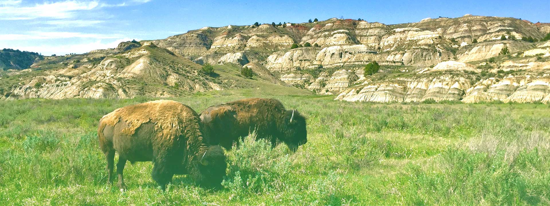 Two bison on a beautiful, lush landscape in North Dakota